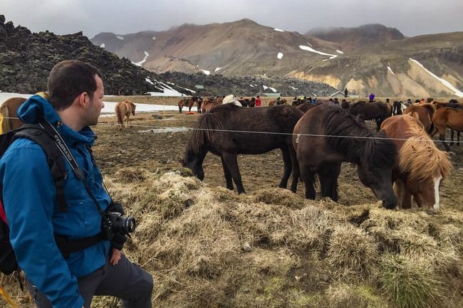 Caballo islandés en Landmannalaugar