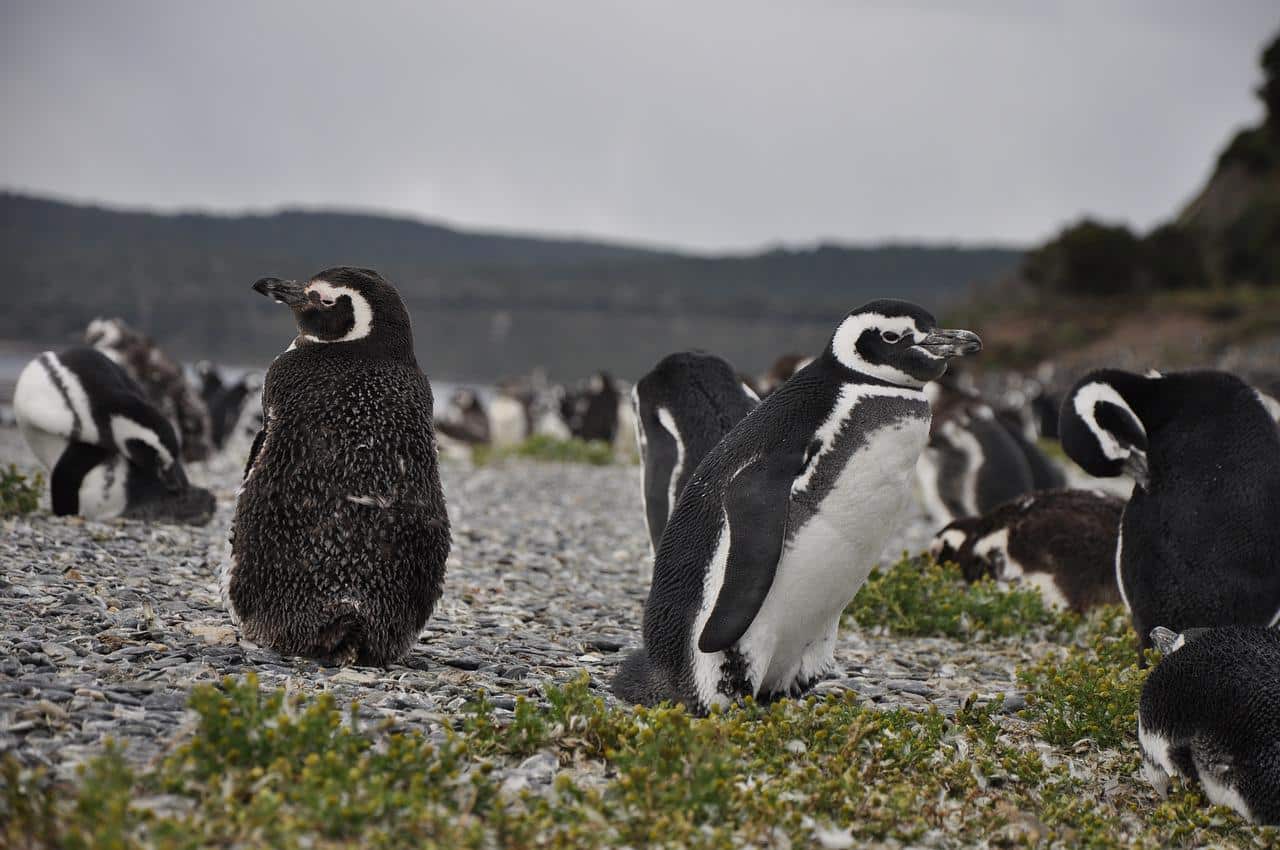 pinguinos en isla martillo ushuaia