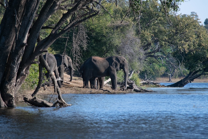 crucero por el rio chobe manadas de elefantes