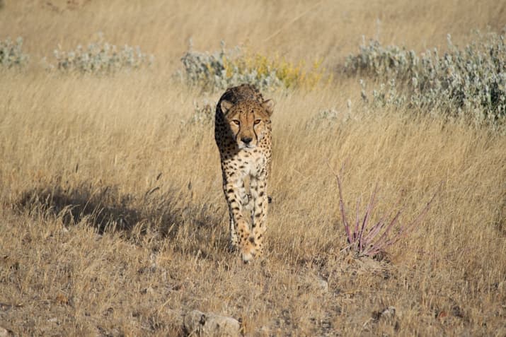 guepardos en namibia