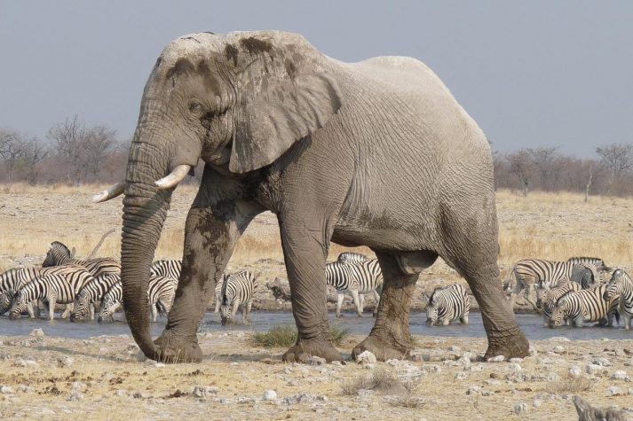 elefante africano en etosha national park