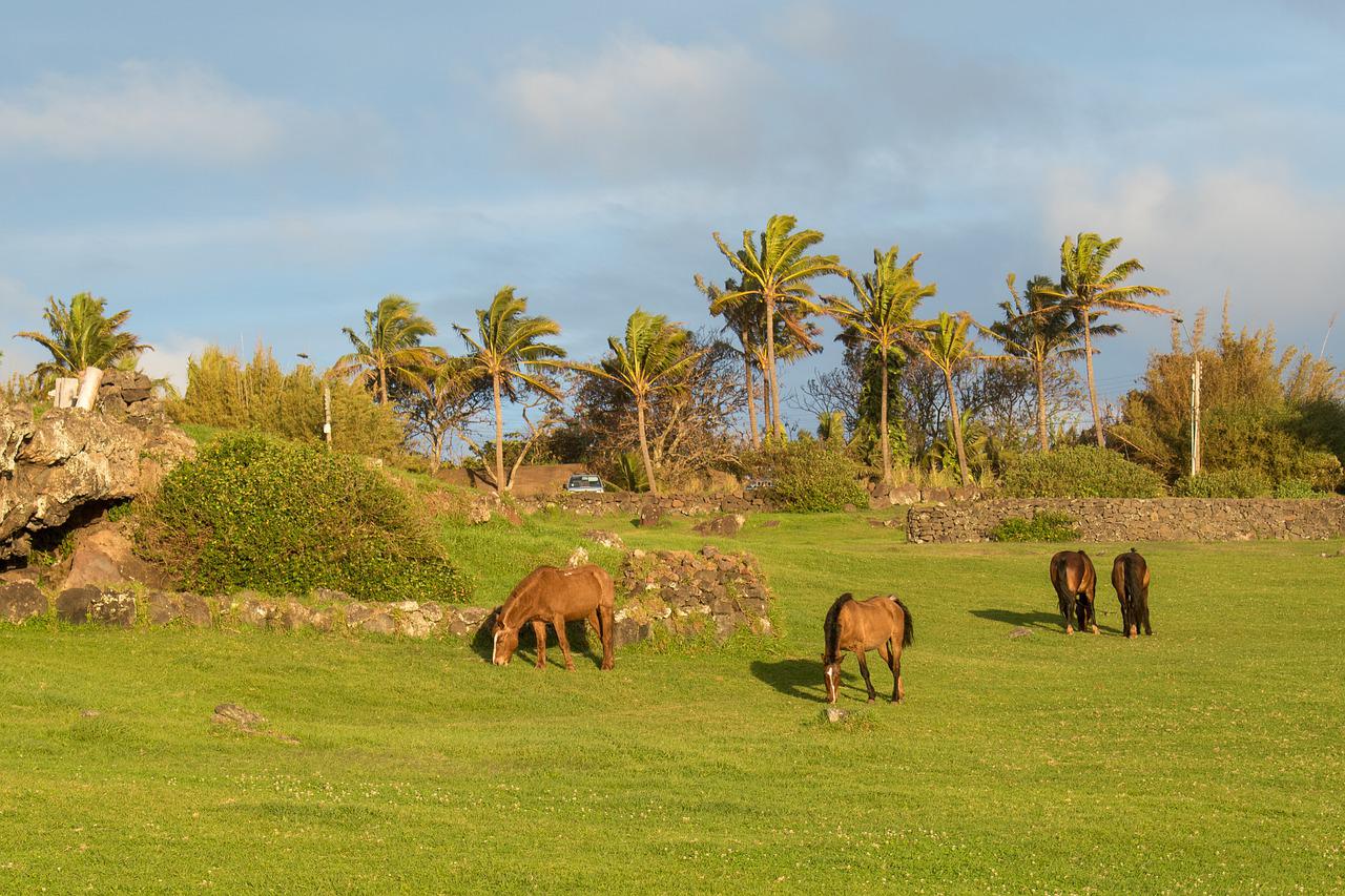 caballos en isla de pascua