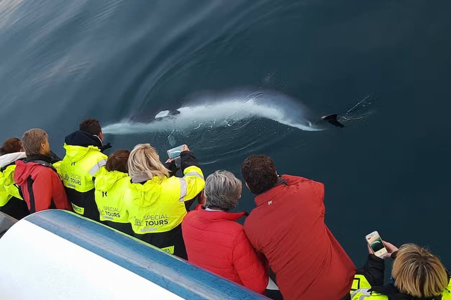 Avistamiento de ballenas en la bahía de Faxaflói cerca de Reykjavik