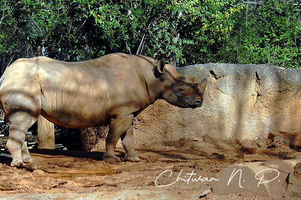 Chitwan National Park