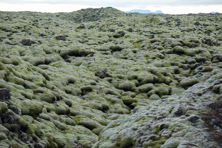 Campos de lava y musgo Eldhraun al sur de Islandia