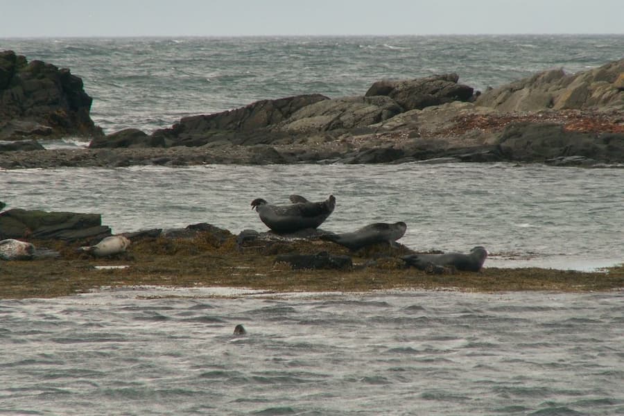 Colonia de focas en Illugastadir, península de Vatnsnes al norte de Islandia