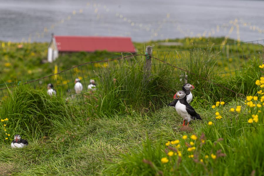 Frailecillos en Borgarfjordur_Eystri Fiordos del este de Islandia