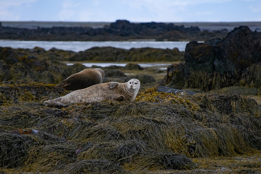 Colonia de focas en la playa de Ytri Tunga en la península de Snaefellsnes