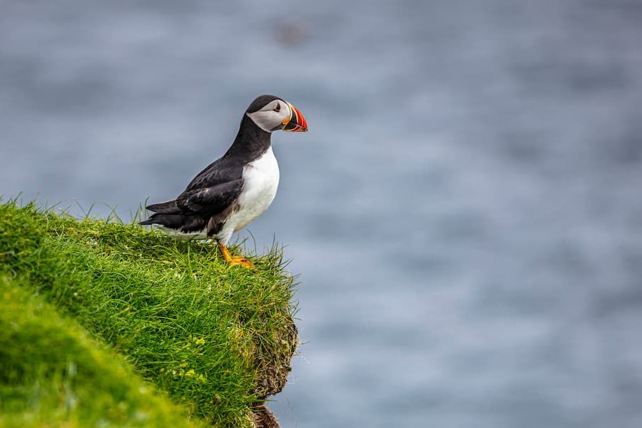 Frailecillo en los Fiordos del Este de Islandia