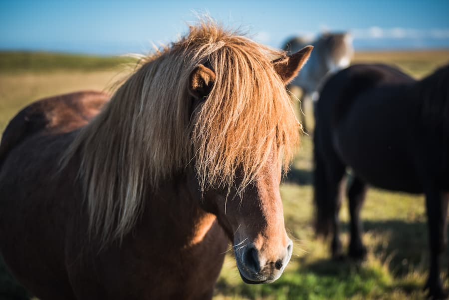 Caballo islandés en la región de Vesturland